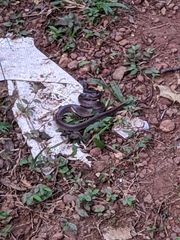 Lycodon travancoricus