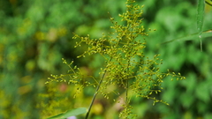 Panicum sarmentosum