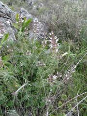 Salvia fruticosa