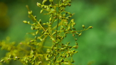 Panicum sarmentosum