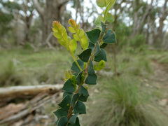 Acacia pravissima