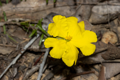 Hibbertia puberula
