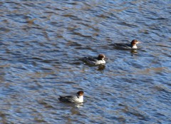 Mergus merganser americanus