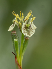 Moraea trifida