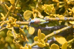 Perixerus