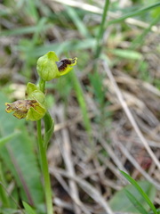 Ophrys sicula