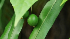 Zehneria japonica