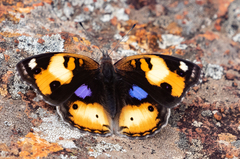 Junonia hierta cebrene
