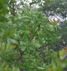 Terminalia brachystemma image