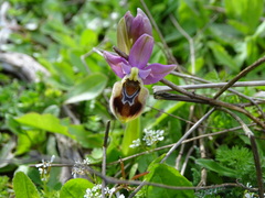 Ophrys tenthredinifera