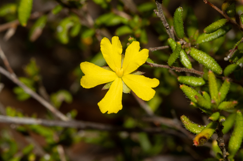 Hibbertia empetrifolia (DC.) Hoogland