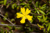 Hibbertia empetrifolia - Photo (c) Tim Hammer, algunos derechos reservados (CC BY), subido por Tim Hammer