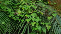 Zehneria japonica