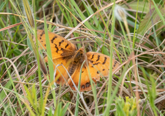 Catacroptera cloanthe cloanthe