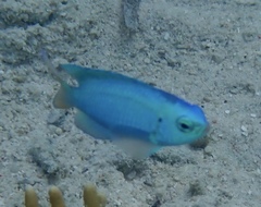 Pomacentrus coelestis