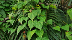 Zehneria japonica