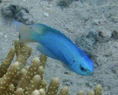 Pomacentrus coelestis