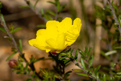 Hibbertia puberula