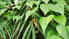 Zehneria japonica