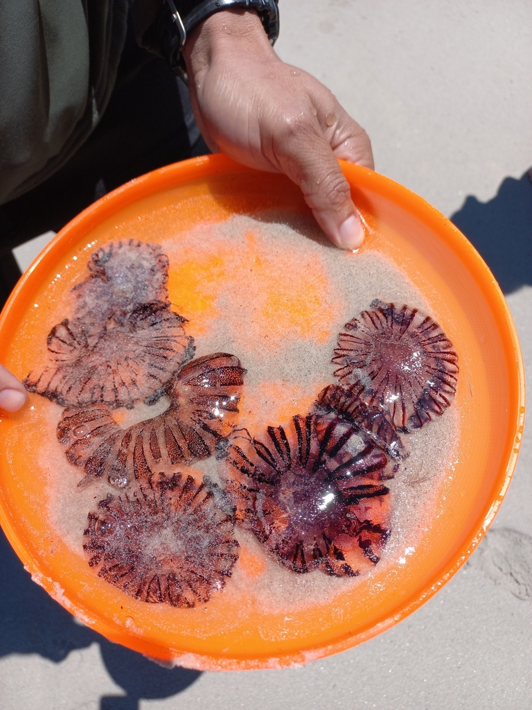 Agulhas Sea Nettle from Hout Bay beach, Hout Bay, South Africa on ...