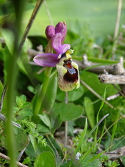 Ophrys tenthredinifera