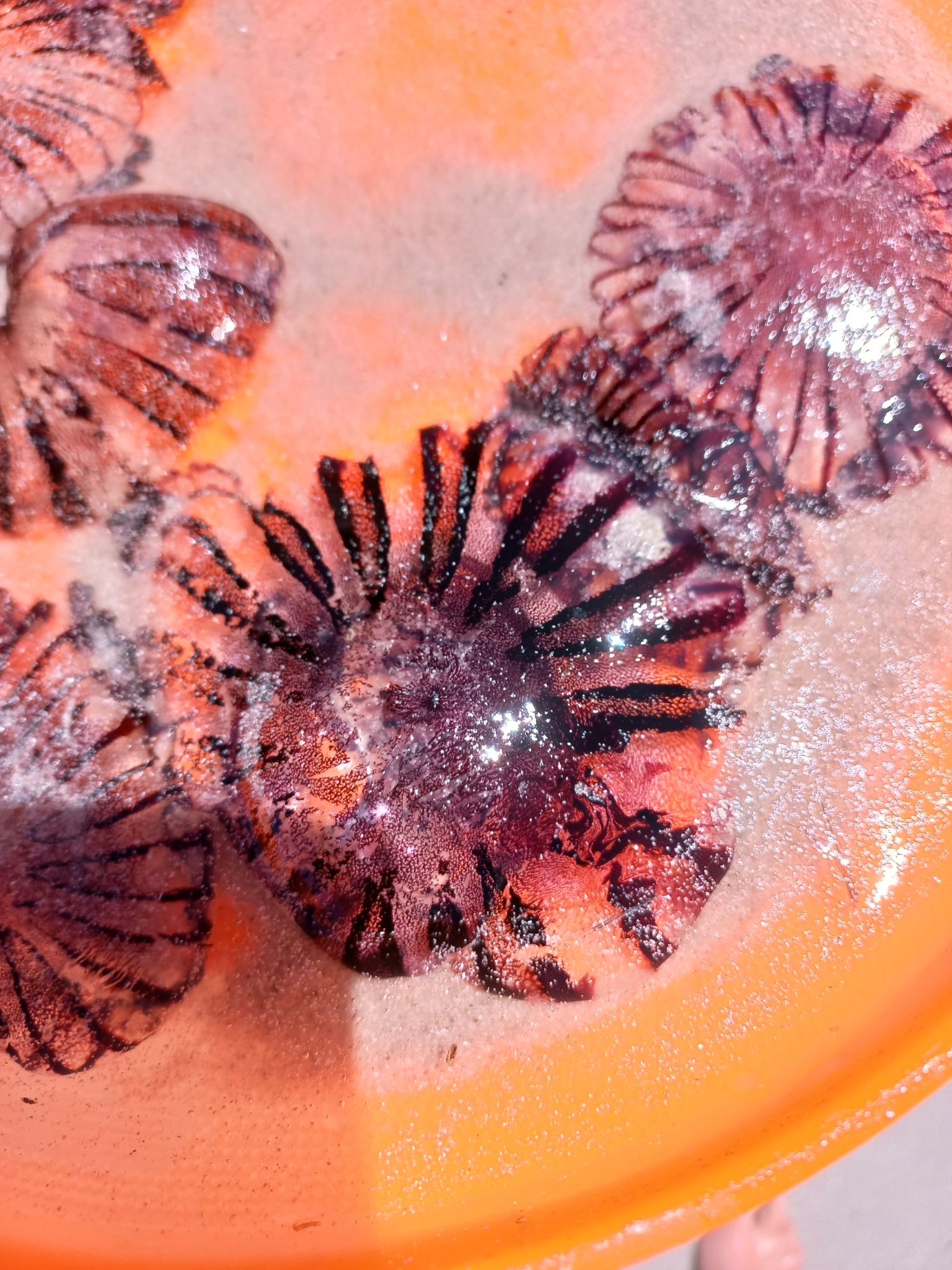Chrysaora agulhensis Ras, Neethling, Engelbrecht, Morandini, Bayha, Skrypzeck & Gibbons, 2020