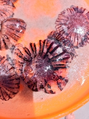 Chrysaora agulhensis