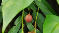 Zehneria japonica