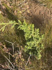 Juniperus bermudiana