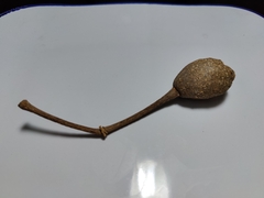 Crateva unilocularis