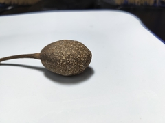 Crateva unilocularis