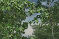 Terminalia brachystemma