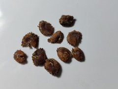 Crateva unilocularis
