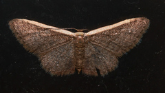 Idaea inversata