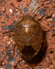 Menida spectabilis