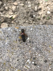 Staphylinus caesareus