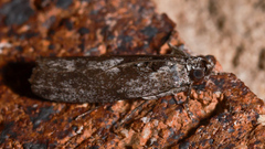 Sciota melanostyla