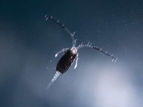 Representative image of Candacia