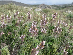 Salvia fruticosa