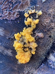 Dacrymyces chrysospermus