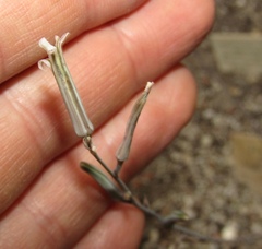 Haworthiopsis tessellata
