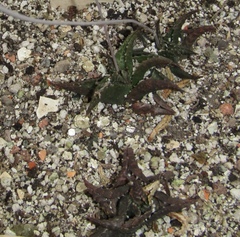 Haworthiopsis tessellata