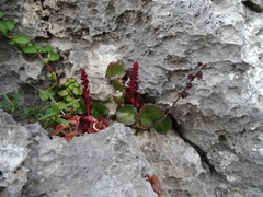 Umbilicus horizontalis