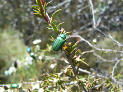 Diphucephala