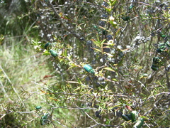 Diphucephala