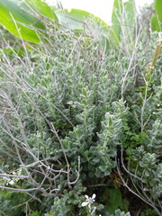 Teucrium