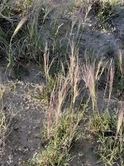 Scleropogon brevifolius