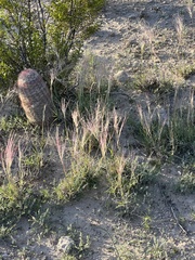Scleropogon brevifolius