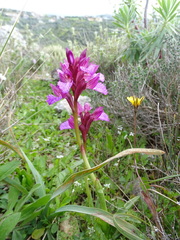 Anacamptis papilionacea