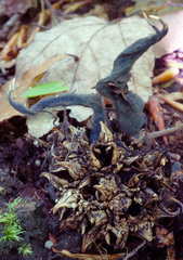 Xylaria liquidambar